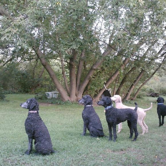 Meet your Posher, Celeste - Picture 1 of 1